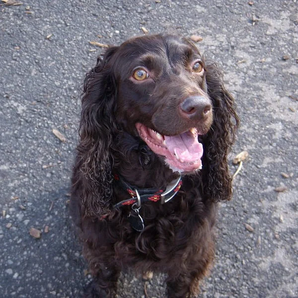 Boykin Spaniel