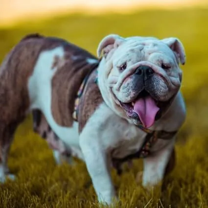 Bulldog
